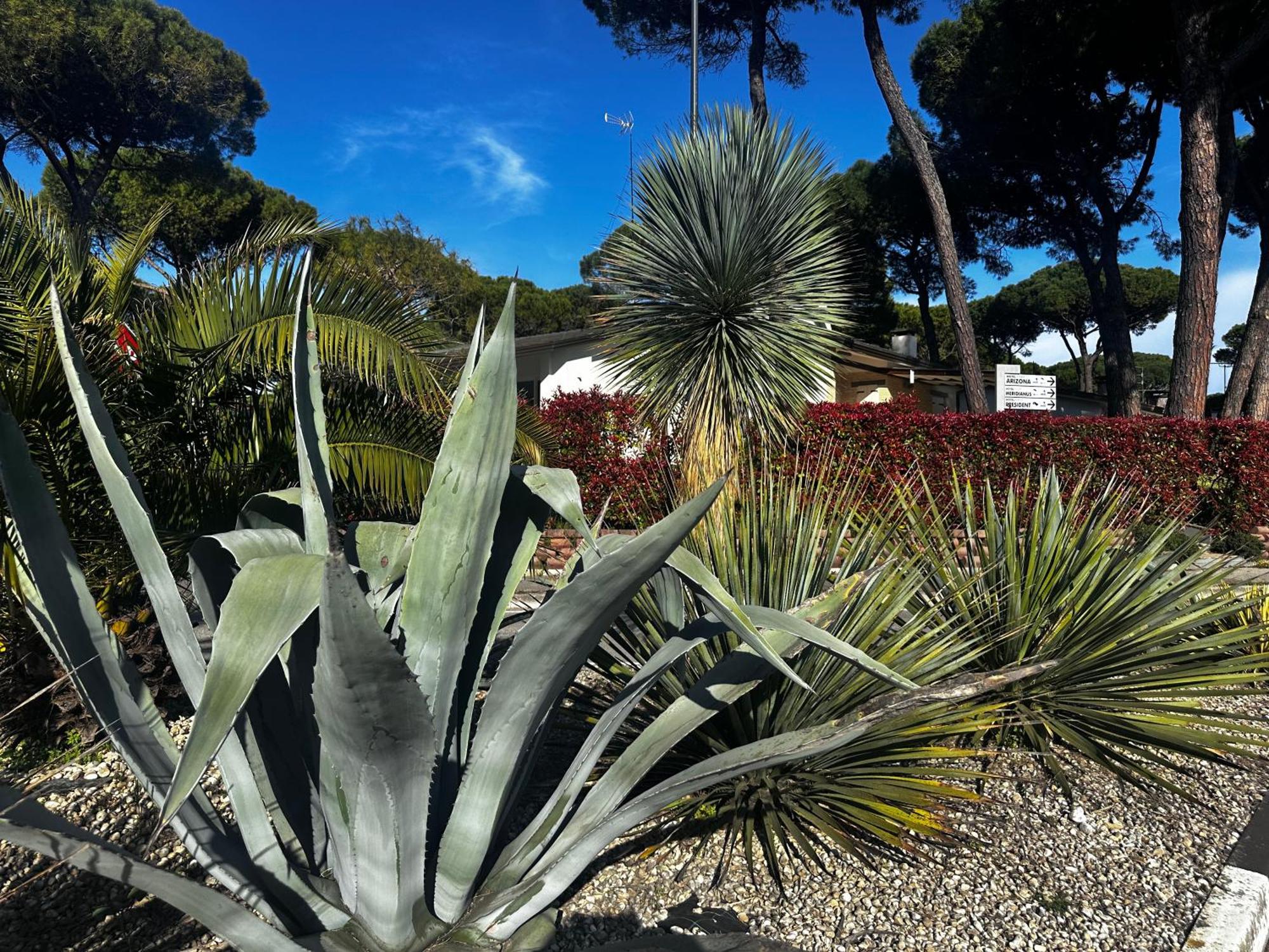 Villa Seashell Λινιάνο Σαμπιαντόρο Εξωτερικό φωτογραφία